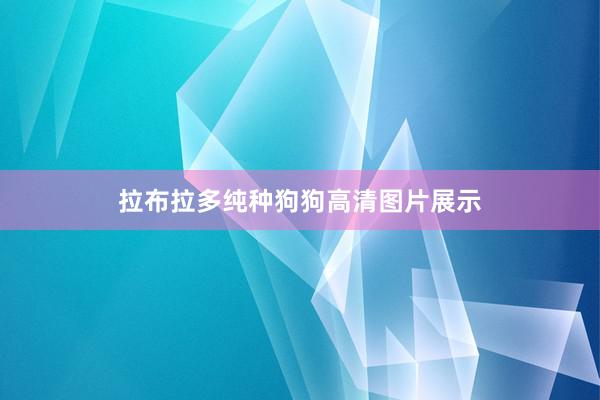 拉布拉多纯种狗狗高清图片展示