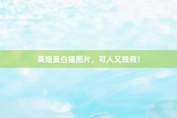 英短蓝白猫图片，可人又独有！